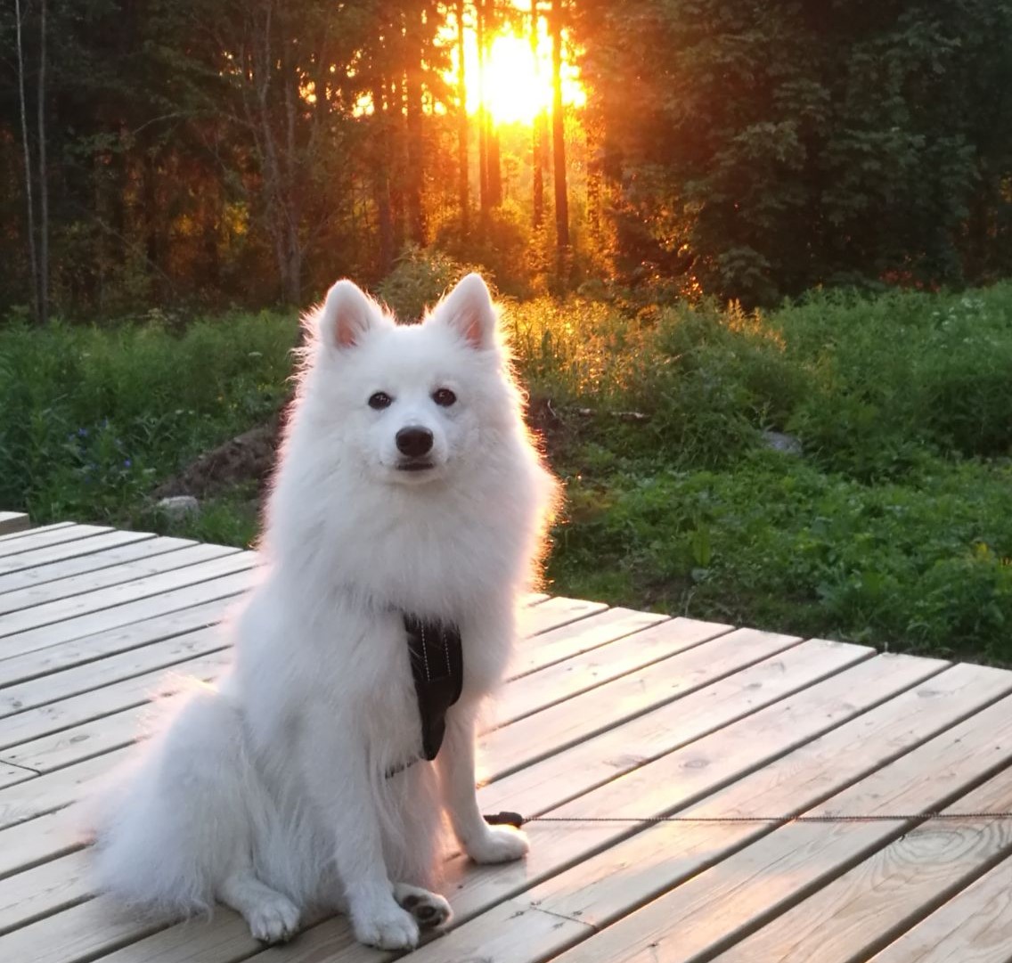 Luca